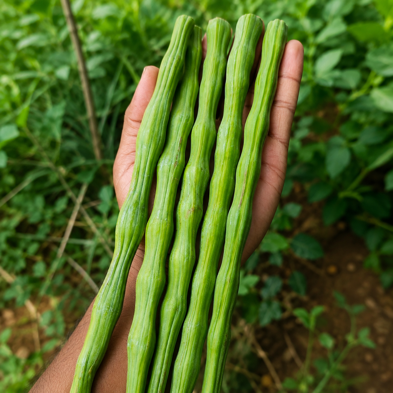 நாட்டு முருங்கை( Desi Drumstick)