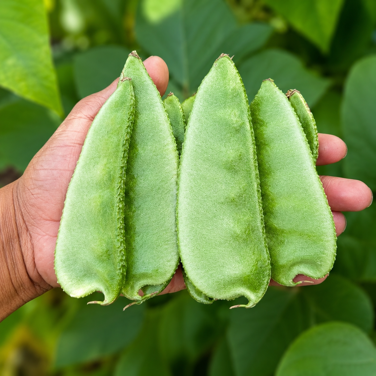 பட்டை அவரை‌(Broad Beans)