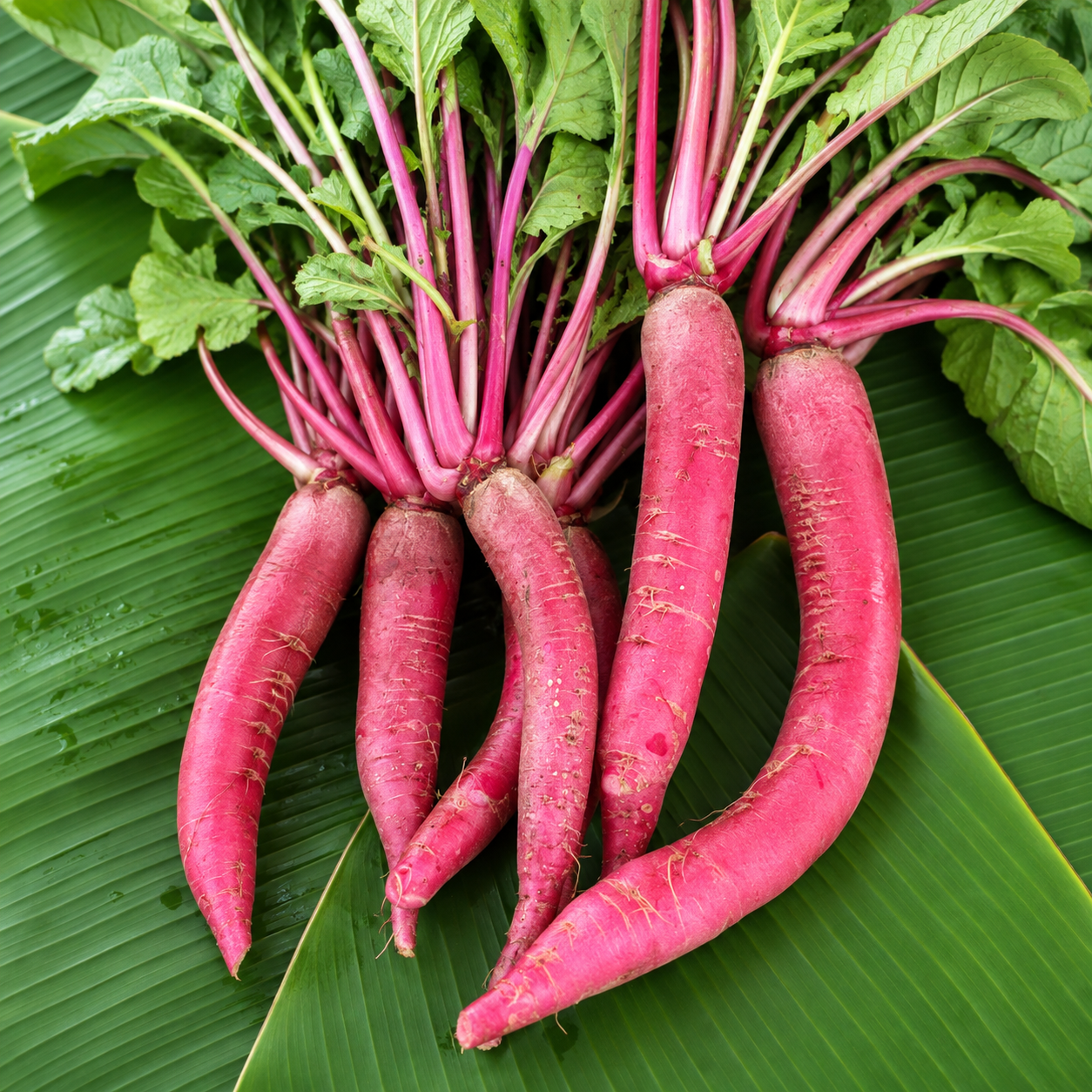 சிவப்பு முள்ளங்கி (Red Radish)