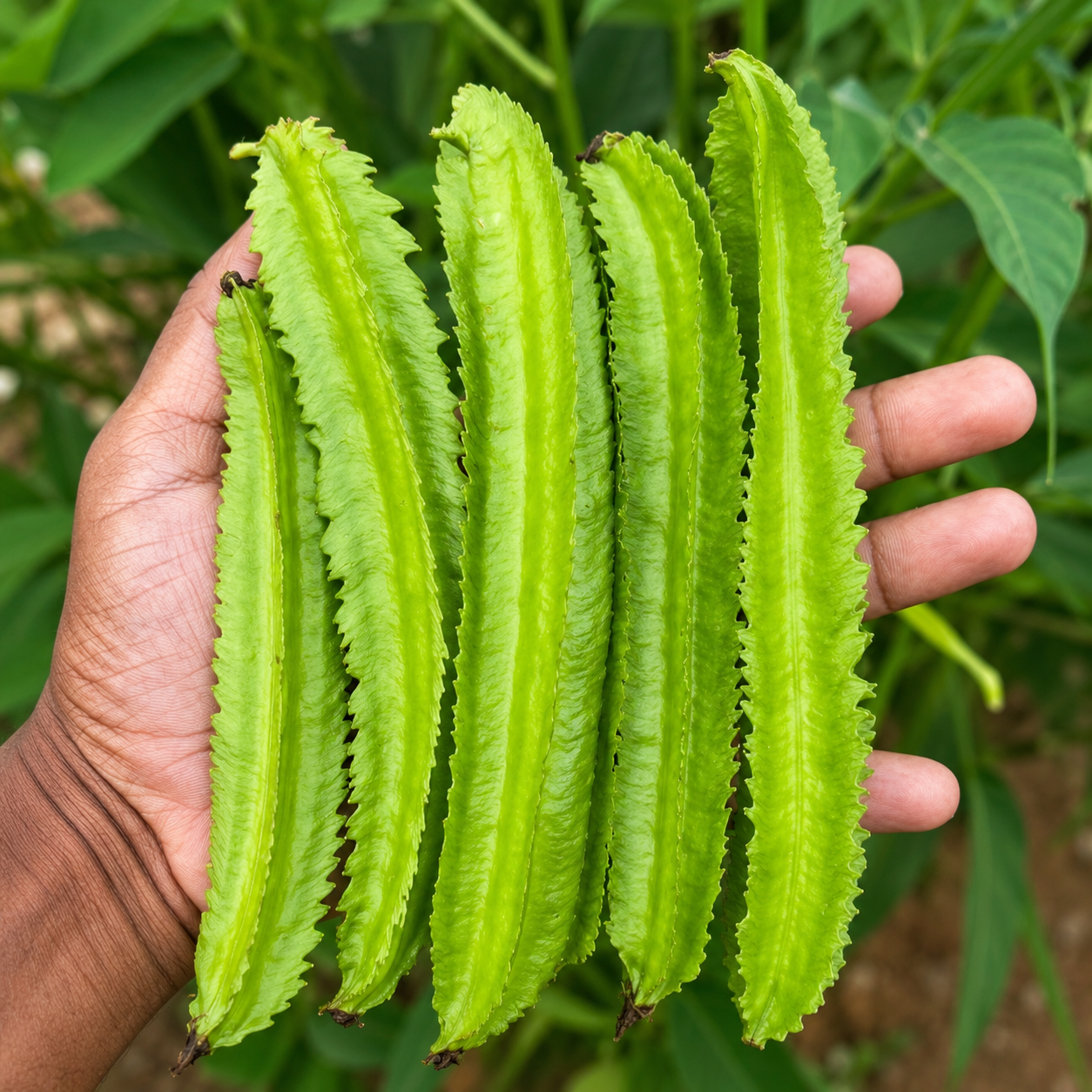 சிறகு அவரை (Winged Beans)