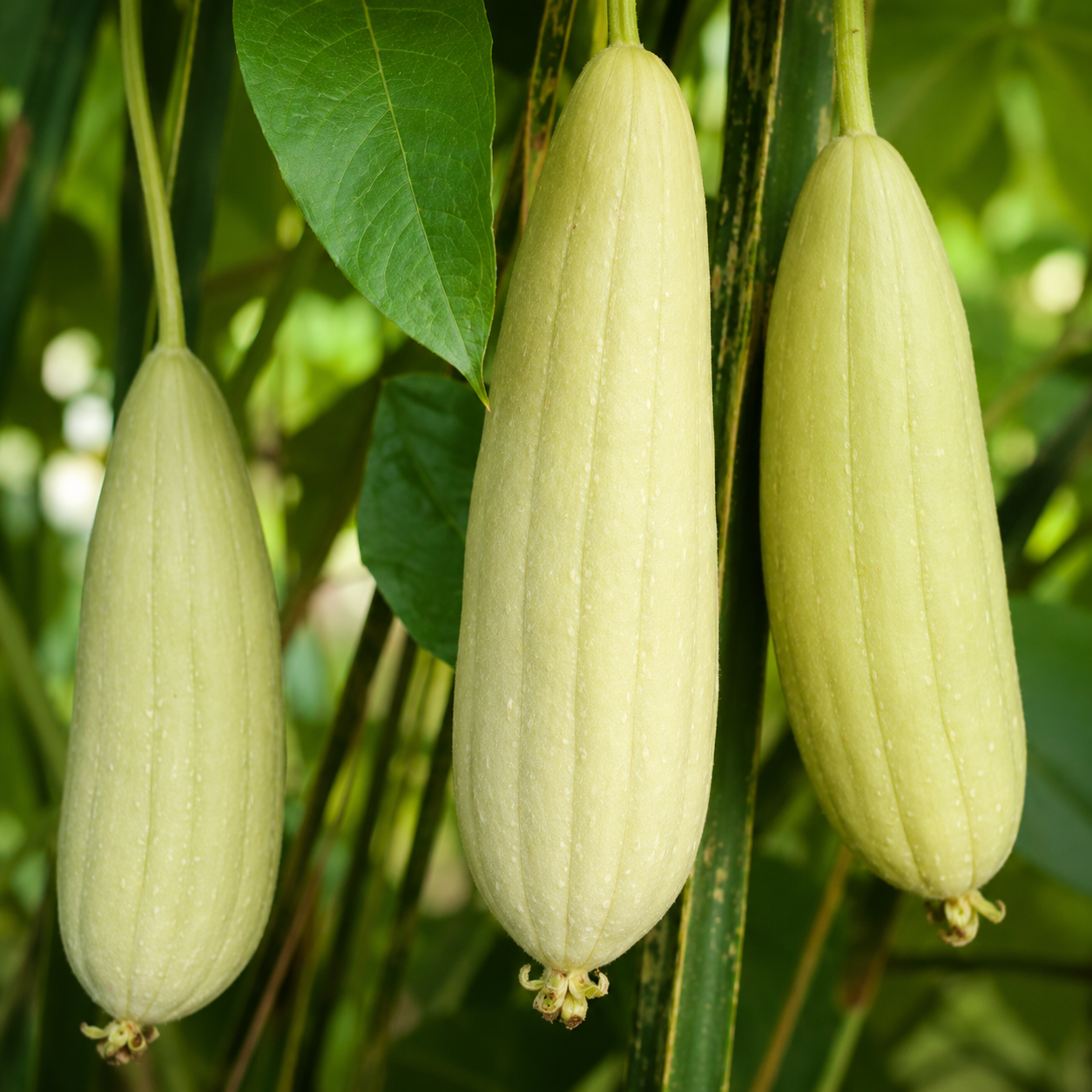 வெள்ளை நுரைப்பீர்கள் ( white sponge Gourd)