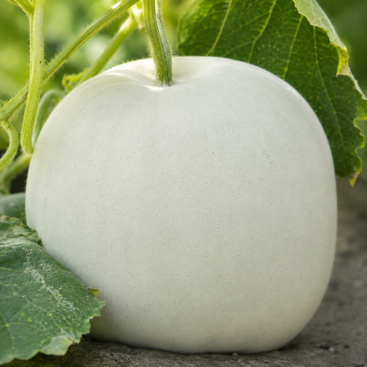 வெண்பூசணிக்காய் ( Ash Gourd)