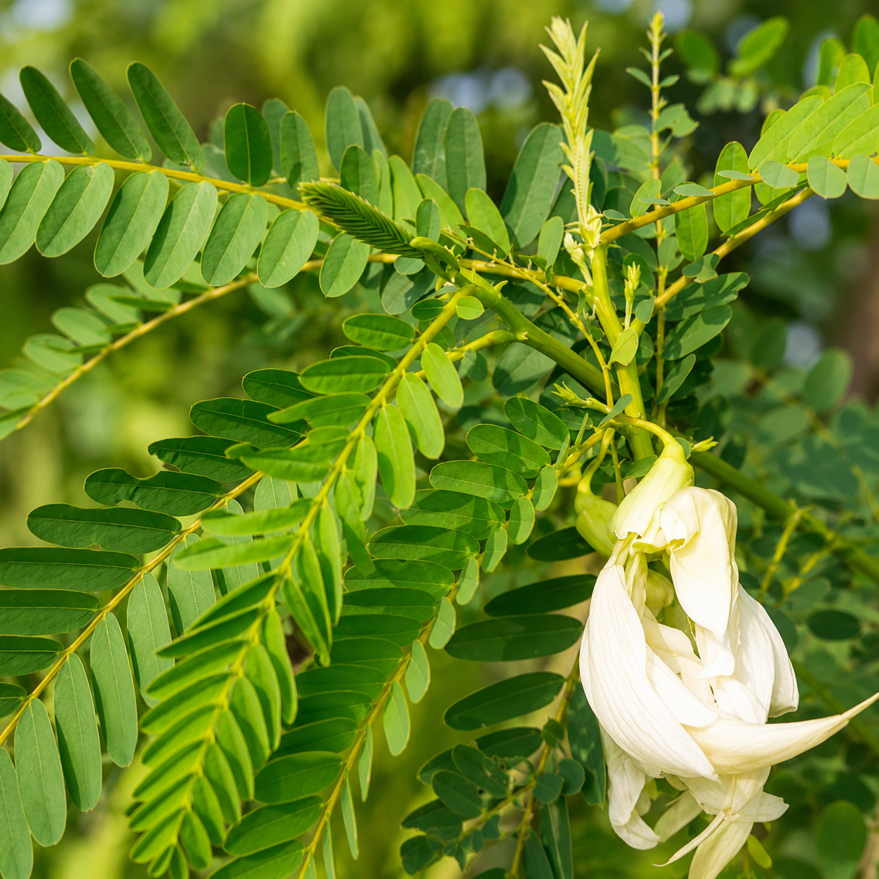 அகத்திக்கீரை (Agaththi keerai))