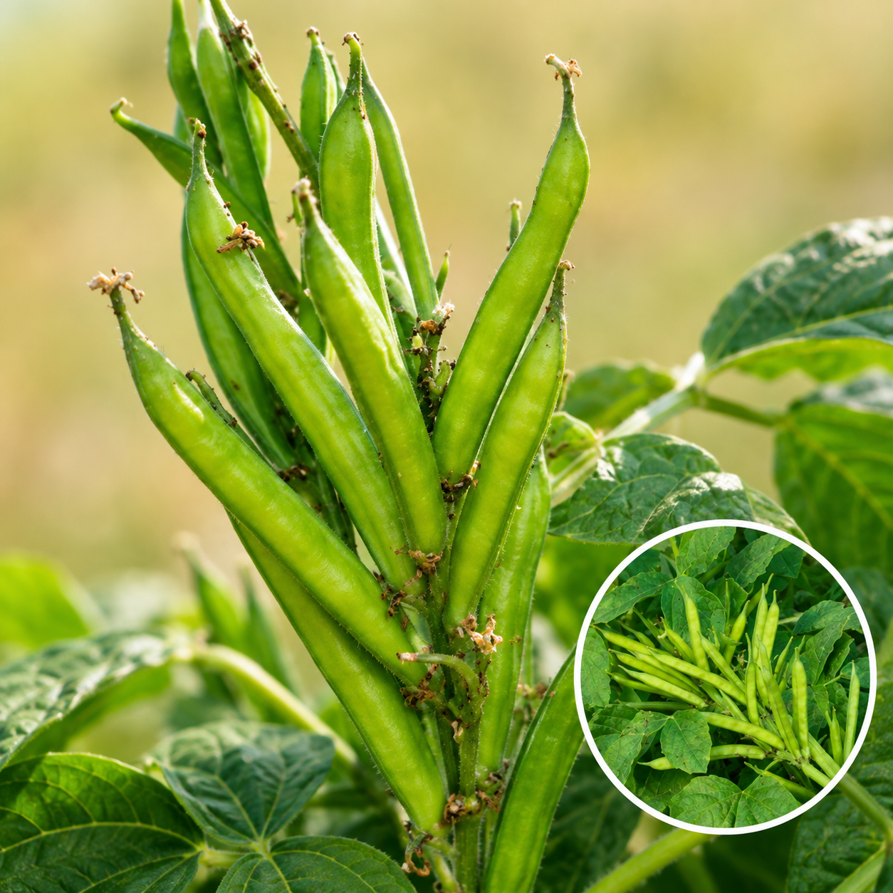 நாட்டுக் கொத்தவரங்காய் ( Desi Cluster beans)