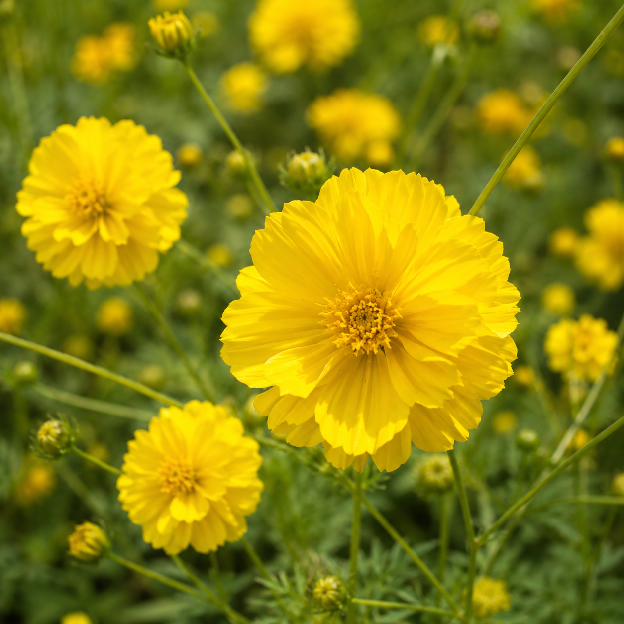 மஞ்சள் காஸ்மோஸ் பூ ( yellow Cosmos flower)