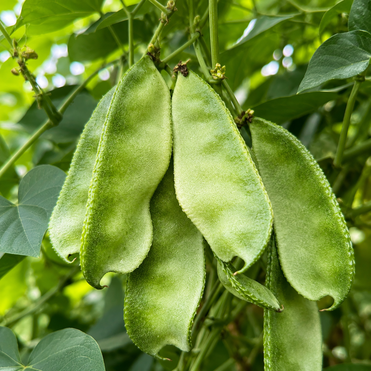 செடி அவரை( Broad Beans bush type)