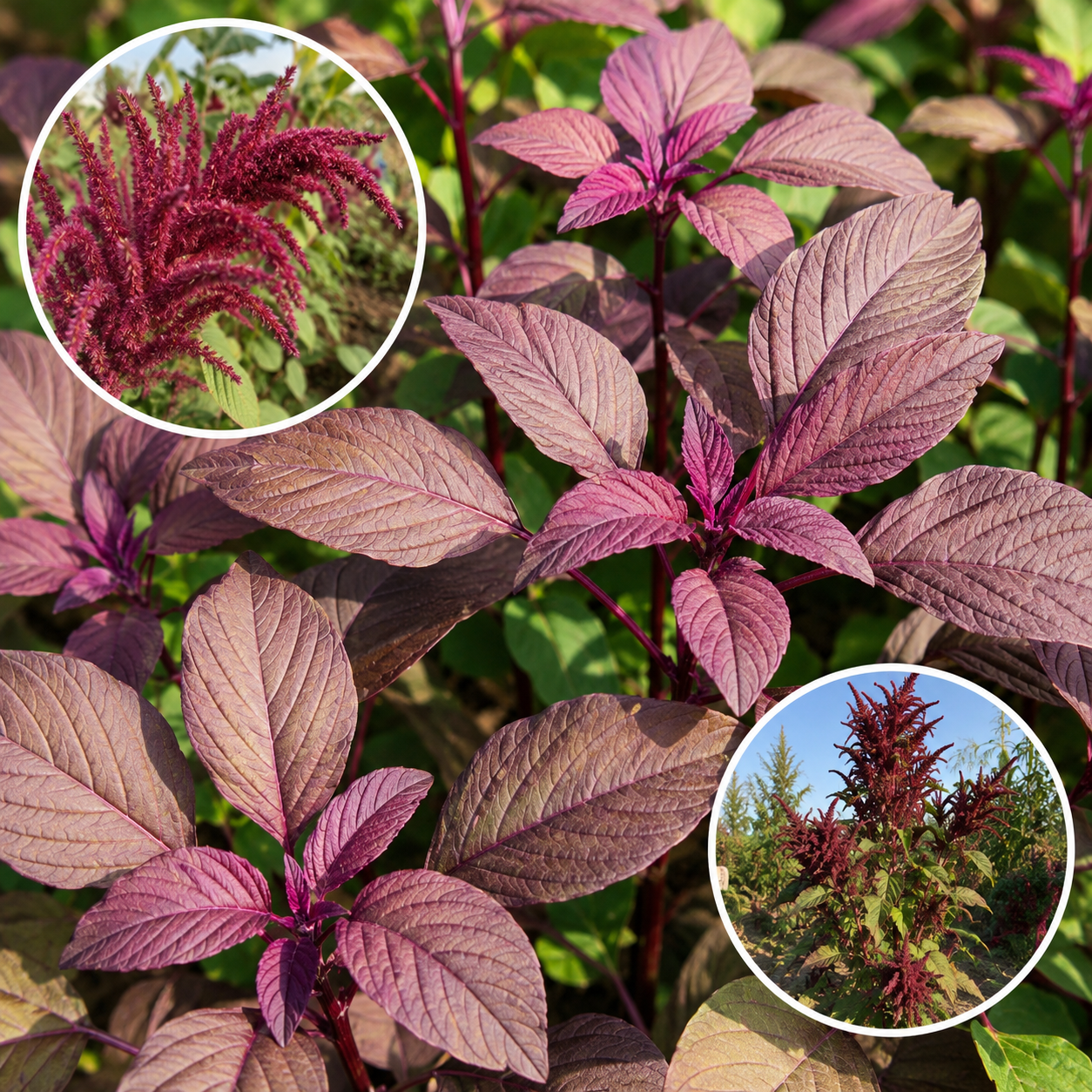 முழு சிகப்பு தண்டுக்கீரை (Full red amaranthus)