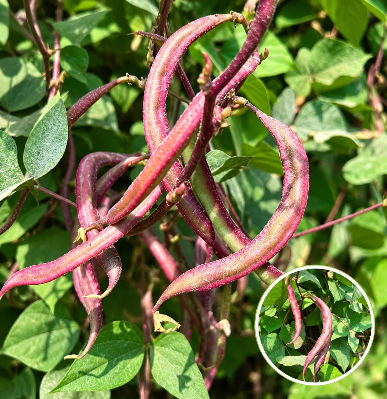 செடி கோழி அவரை ( slim beans bush type)