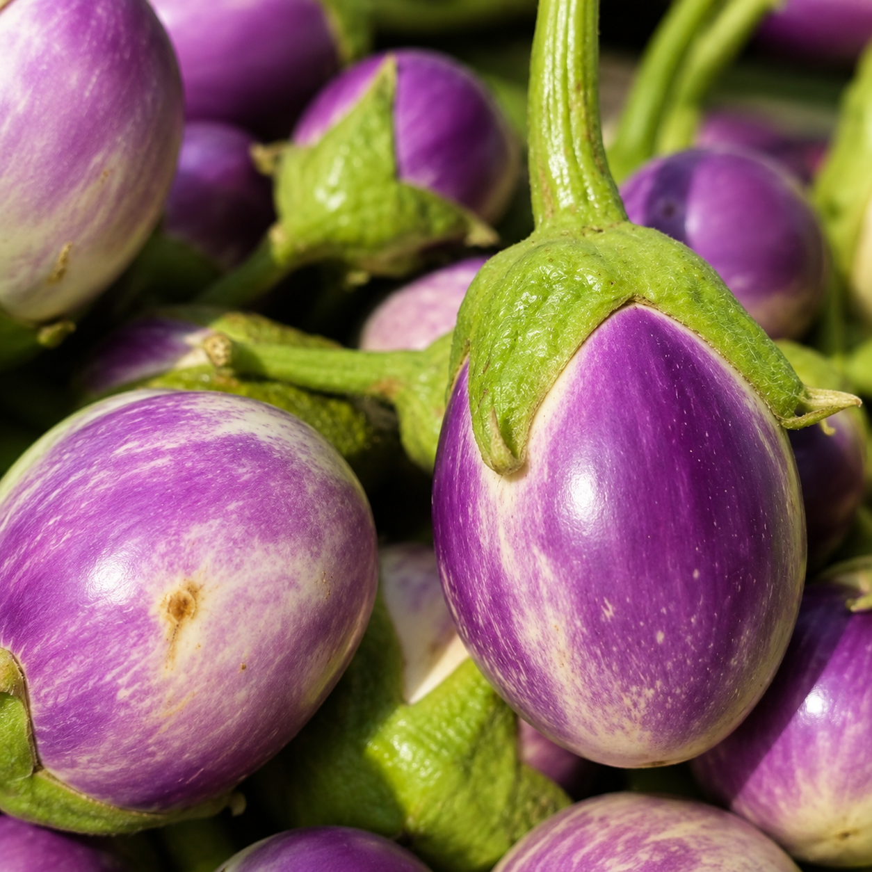 மணப்பாறை கத்தரி ( Manapparai Brinjal)