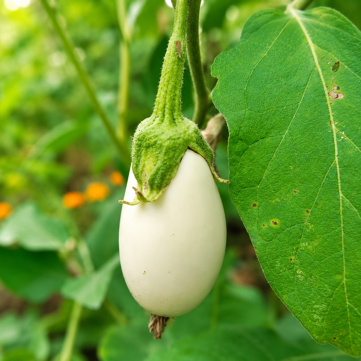வெள்ளை கத்தரிக்காய் ( White Brinjal)