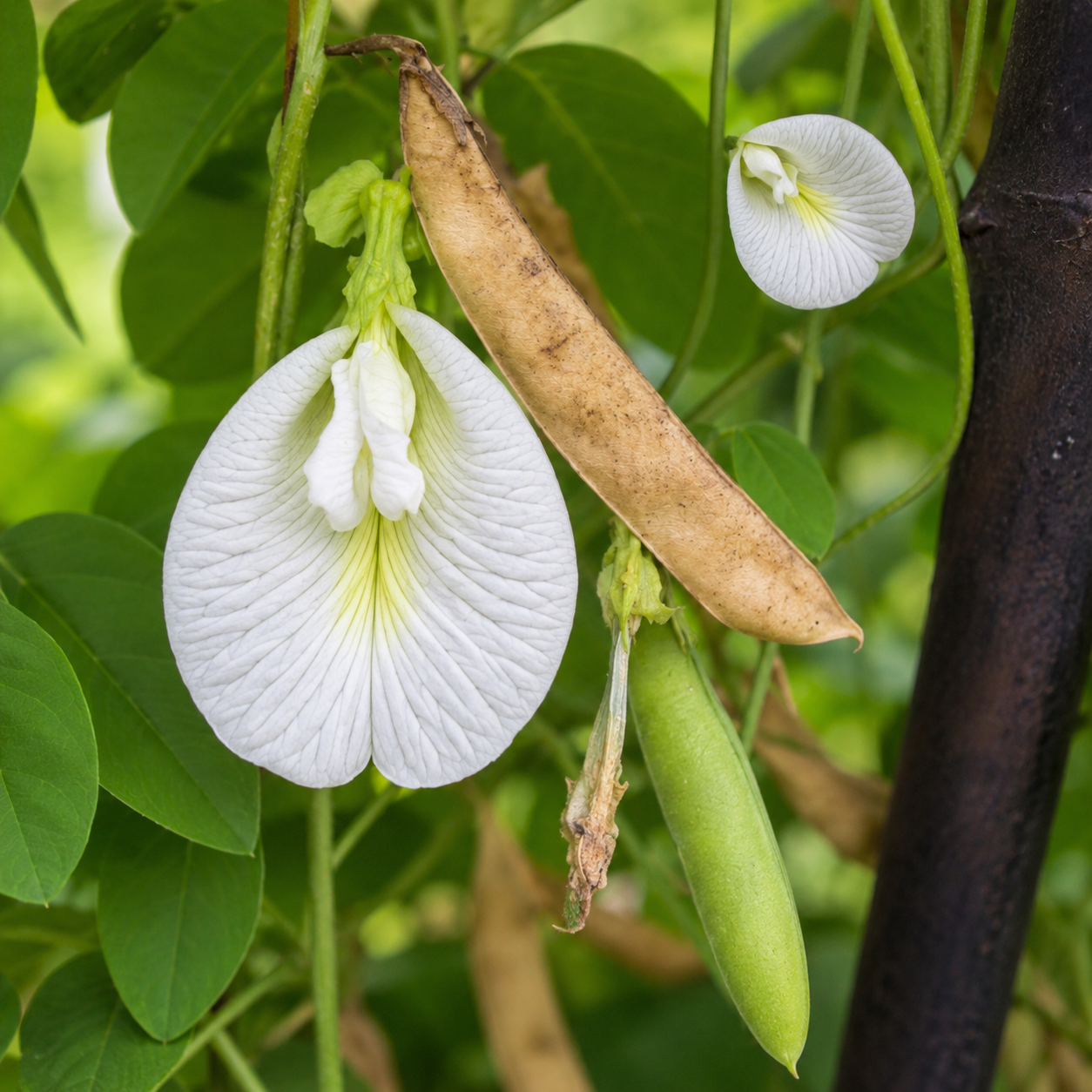 வெள்ளை சங்கு பூ( White Butterfly Pea)