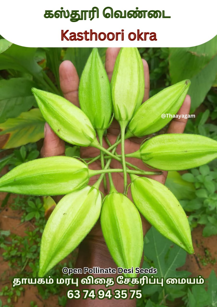 கஸ்தூரி வெண்டை (Kasthoori Okra)
