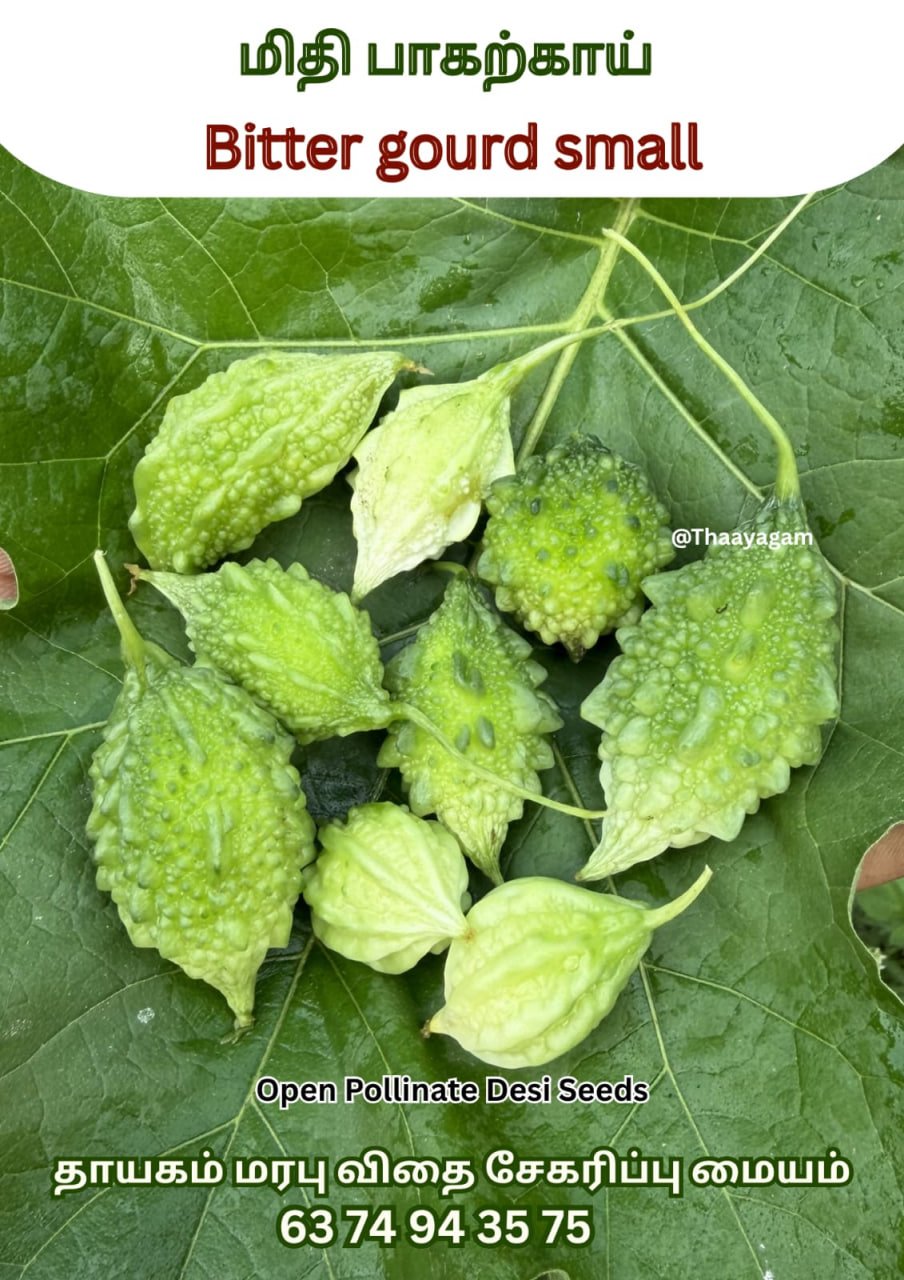 மிதி பாகற்காய் ( Bittergourd Small)