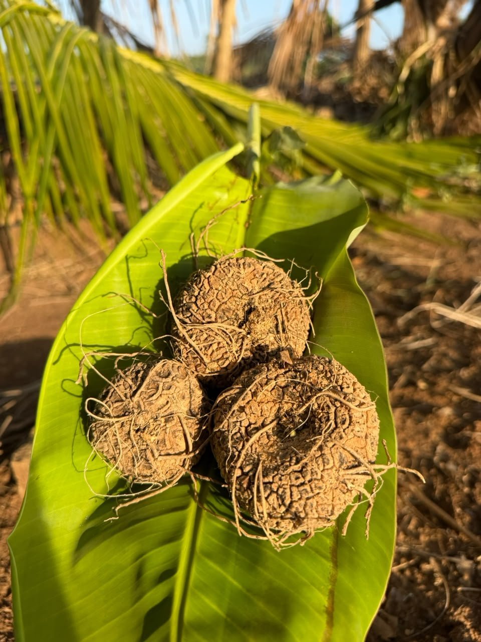 அதலக்காய்