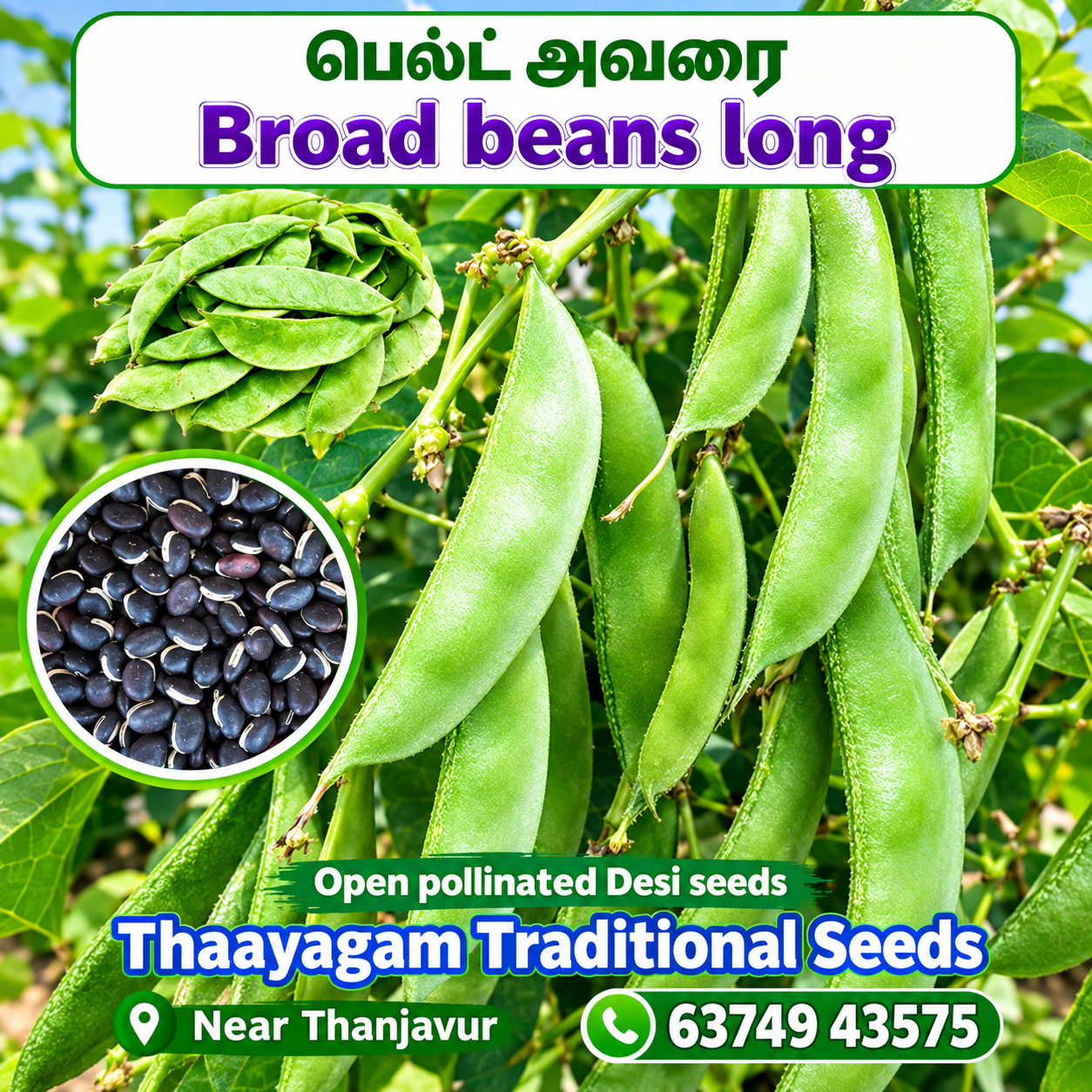 பெல்ட் அவரை/ Broad Beans long